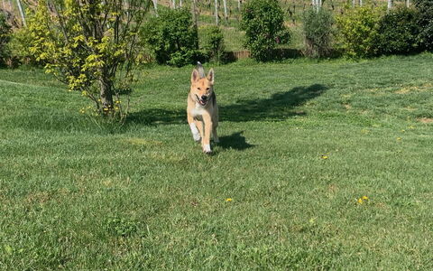 Costigliole D'Asti 602: Plante, Race De Chien, Carnivore, Arbre, Herbe, Faon, Clôture