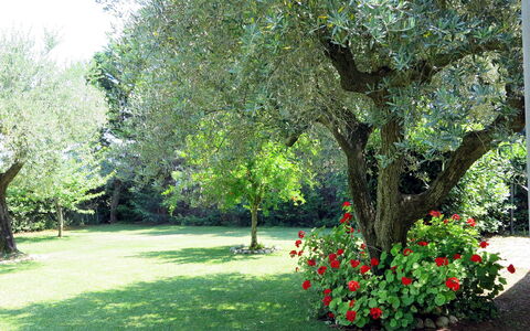 Vidal: Plante, Fleur, Arbre, Paysage Naturel, Herbe, Ombre, Arbuste, Couverture De Sol, Paysage, Teintes Et Ombres