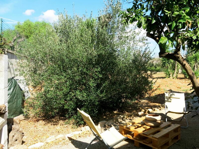 Frasca Olga (Gpi301)