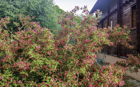 Kopalino 7: Fleur, Plante, Ciel, Communauté Des Plantes, Bâtiment, Fenêtre, Arbuste, Couverture De Sol, Arbre, Paysage