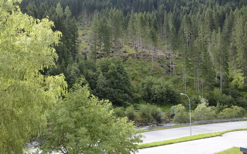 Kappl 829: Plante, Communauté Des Plantes, Paysage Naturel, Mélèze, Arbre, Pente, À Feuilles Persistantes, Montagne, Zone Rurale, Herbe
