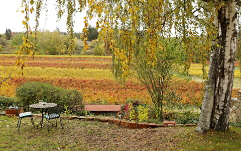 Am Weinberg: Plante, Meubles, Paysage Naturel, Arbre, Table, Branche, Lot Terre, À Feuilles Caduques, Bois