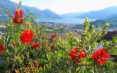 Vista Panorama
