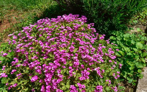Santin: Fleur, Plante À Fleurs, Plante, Couverture De Sol, Arbuste, Arbrisseau, Jardin, Plante Annuelle