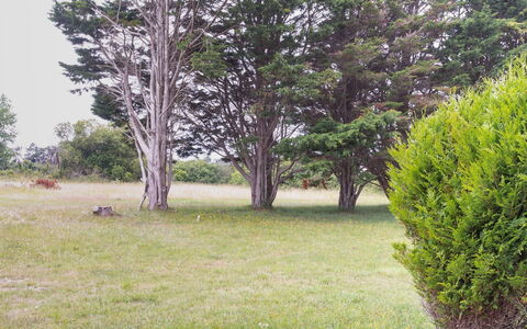 Les Mielles: Plante, Communauté Des Plantes, Arbre, Paysage Naturel, Lot Terre, Ciel, Herbe, À Feuilles Persistantes, Tronc, Couverture De Sol