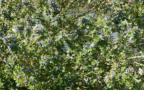 La Batterie: Plante, Fleur, Brindille, Arbre, Couverture De Sol, Arbuste, Plante À Fleurs, Arbrisseau, Herbe, Herbe