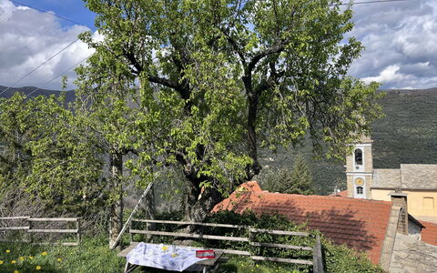 Valloria 602: Arbre, Feuille, Branche, Végétation, Printemps, Tronc, Village