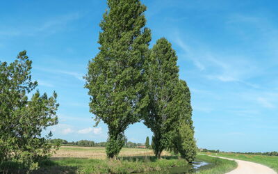 Lio Maggiore 601