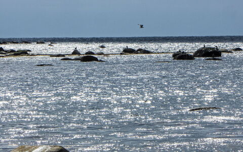 Åptafjorden: L'Eau, Mer, Océan, Vent Wave, Vague, Faune, Plage