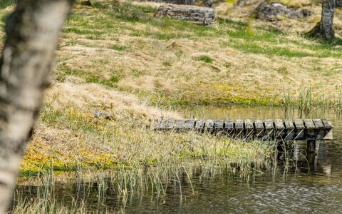 Fjellro: L'Eau, Environnement Naturel, Paysage Naturel, Le Marais, Banque, Cours D'Eau, Communauté Des Plantes