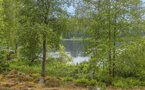Forneboda: Plante, L'Eau, Paysage Naturel, Environnement Naturel, Arbre, Branche, Tronc, Cours D'Eau, Lac, Banque