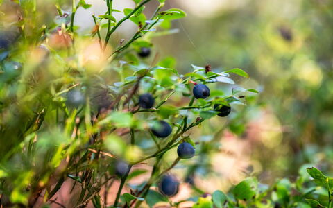Gaslunda: Plante, Fruit, Branche, Brindille, Matériau Naturel, Aliments, Bois, Produire, Herbe