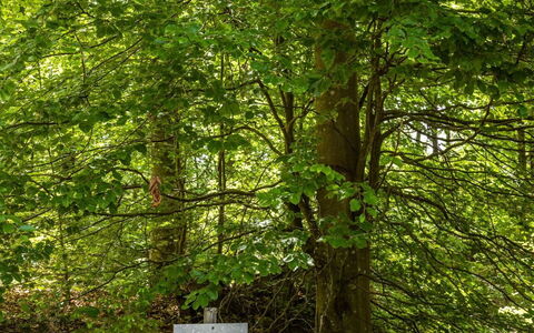 Erikstorp 142: Plante, Paysage Naturel, Tronc, Terrestre Des Plantes, Arbre, Bois, Herbe, Suppression Des Plantes Ligneuses, À Feuilles Caduques, Couverture De Sol