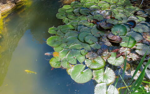 Country House D&D: L'Eau, Plante, Fleur, Botanique, Terrestre Des Plantes, Organisme, Paysage Naturel