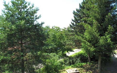 Jitka: Arbre, Pin Blanc, Végétation, À Feuilles Persistantes, Suppression Des Plantes Ligneuses, Plante, Pine Lodgepole, Biome, Red Juniper, American Mélèze