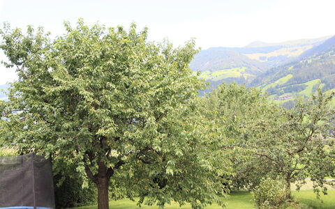 Fügen 336: Arbre, Suppression Des Plantes Ligneuses, Plante, Feuille, Printemps, Fleur, Station De Montagne, Arbuste, Colline