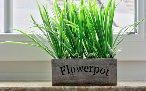 Schwalenberg 110: Plante, Pot De Fleur, Plante D'Appartement, Rectangle, Herbe, Terrestre Des Plantes, Plante À Fleurs, Arbre, Police De Caractère