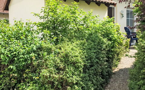 Möwennest: Arbuste, Communauté Des Plantes, Couverture De Sol, Haie, Suppression Des Plantes Ligneuses, Jardin, Plantation, À Feuilles Persistantes, Arrière-Cour