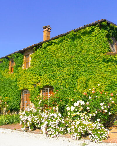 Villa Venanzo