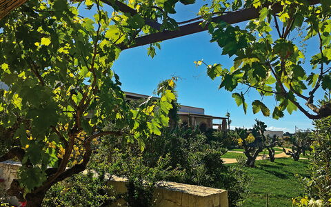 Tenuta Vigna Corallo: Arbre, Feuille, Plante, Suppression Des Plantes Ligneuses, Branche, Maison, Architecture, Avion, Vitis, Bâtiment