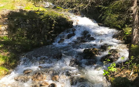 Sur Baselgia: Plante, Ressources En Eau, L'Eau, Écorégion, Paysage Naturel, Branche, Printemps, Cours D'Eau, Riparienne