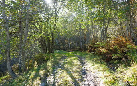 Rustico Andrea: Arbre, Paysage Naturel, Forêt, Environnement Naturel, La Nature, Végétation, Réserve Naturelle, Des Bois, Lumière Du Soleil, Biome