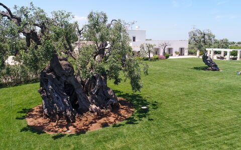 Masseria Villa Il Frantoio: Arbre, Herbe, Roche, Biome, Suppression Des Plantes Ligneuses, Lot Terre, Pelouse, Plante, Aménagement Paysager