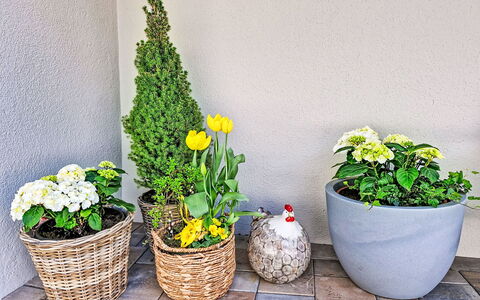 Christine: Fleur, Vert, Pot De Fleur, Jaune, Plante D'Appartement, Floristique, Jardin, Plante À Fleurs, Fleurs De Coupe