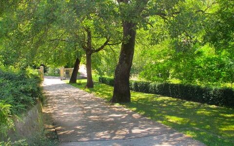 San Giovanni 801: Arbre, La Nature, Paysage Naturel, Vert, Végétation, Réserve Naturelle, Feuille, Herbe, Environnement Naturel, Lumière