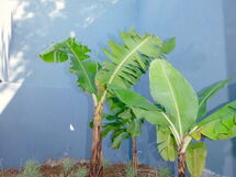 Ampela