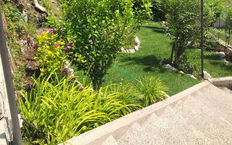 Gemma: Végétation, Jardin, Herbe, Propriété, Pelouse, Arbuste, Plante, Arbre, Famille Grass, Couverture De Sol