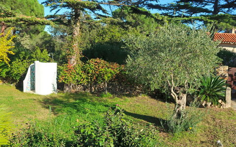 Omer: Arbre, Végétation, Propriété, Maison, Botanique, Plante, Herbe, Jardin, Suppression Des Plantes Ligneuses, Arbuste