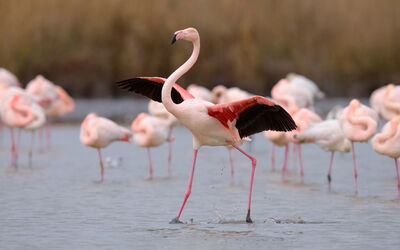Port Camargue 30