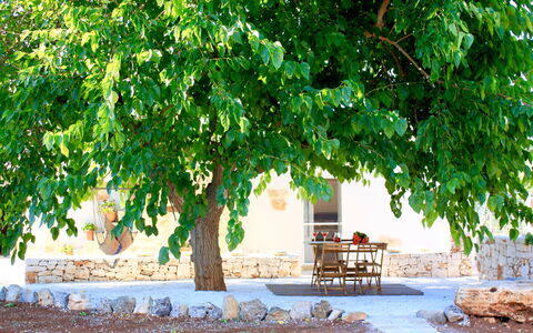 Trullo Con Piscina Per Bambini: Vert, Arbre, La Nature, Paysage Naturel, Feuille, Plante, Suppression Des Plantes Ligneuses, Branche, Avion, Adaptation