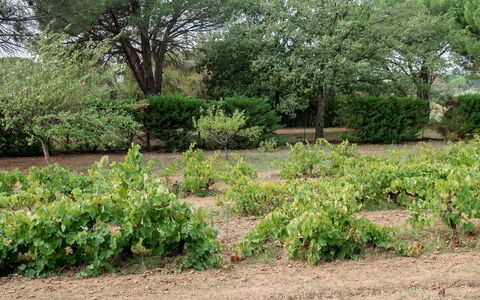 La Source: Végétation, Jardin, Communauté Des Plantes, Plante, Arbre, Botanique, Lot Terre, Herbe, Formations Arbustives, Couverture De Sol