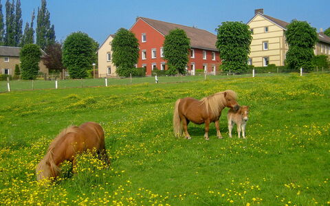 Bungalowpark Landsrade: Ciel, Plante, Cheval, Fenêtre, Vert, Fleur, Arbre, Paysage Naturel, Bâtiment