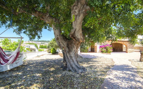 Melchora: Plante, Branche, Bâtiment, Surface De La Route, Ombre, Maison, Arbre, Végétation, Herbe, Arecales