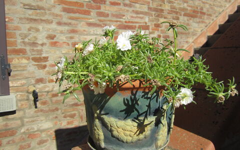 Casale Valdichiana: Pot De Fleur, Plante D'Appartement, Plante, Fleur, Botanique, Herbe, Arbre, Arbuste, Plante À Fleurs