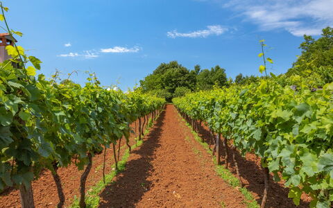 Ana: Agriculture, Surgir, Champ, Vignoble, Plante, Plantation, Sol, Ciel