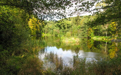 Kralovice: Paysage Naturel, La Nature, Arbre, L'Eau, Réflexion, Environnement Naturel, Réserve Naturelle, Vert, Végétation, Banque