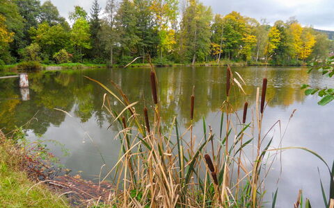 Újezd Svatého Kříže: Plan D'Eau, Paysage Naturel, La Nature, Réflexion, L'Eau, Étang, Banque, Environnement Naturel, Étang À Poissons, Végétation