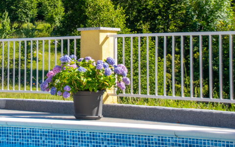 Saulja: Fleur, Plante, L'Eau, Propriété, Fenêtre, Vert, Pot De Fleur, Botanique, Clôture, Rectangle
