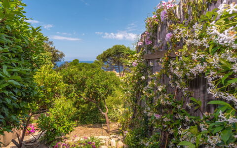 Ginepro: Ciel, Nuage, Plante, Fleur, Botanique, Paysage Naturel, Suppression Des Plantes Ligneuses, Plante À Fleurs, Arbre, Arbuste