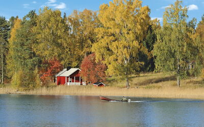 Koivu