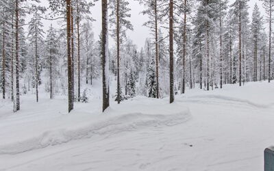 Ilves