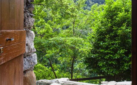 Al Fopp: Vert, Botanique, Arbre, Bois, Paysage Naturel, Végétation, Lumière Du Soleil, Tronc, Ombre, Plante