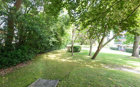 Arverna: Plante, Arbre, Paysage Naturel, Ombre, Surface De La Route, Lot Terre, Herbe, Couverture De Sol, Tronc, Paysage