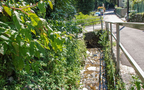 Minusio 45: Plante, Feuille, Botanique, Végétation, Herbe, Surface De La Route, Suppression Des Plantes Ligneuses, Arbuste, Couverture De Sol, Arbre