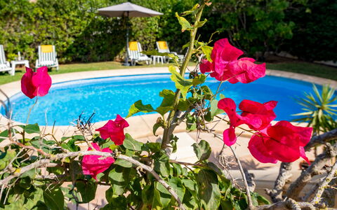 Villa Ciclamen: Fleur, Plante, L'Eau, Botanique, Pétale, Piscine, Rose, Bâtiment, Loisir, Arbre