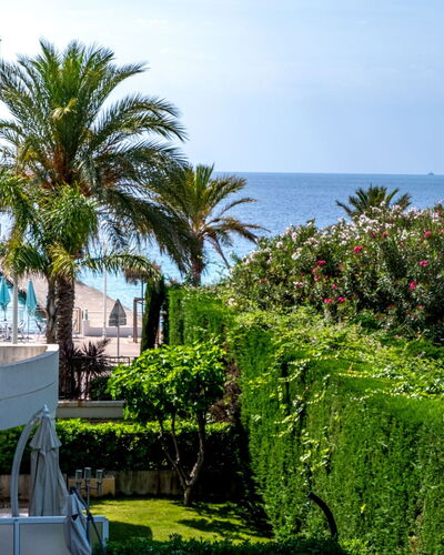 Royal Palm 595.2